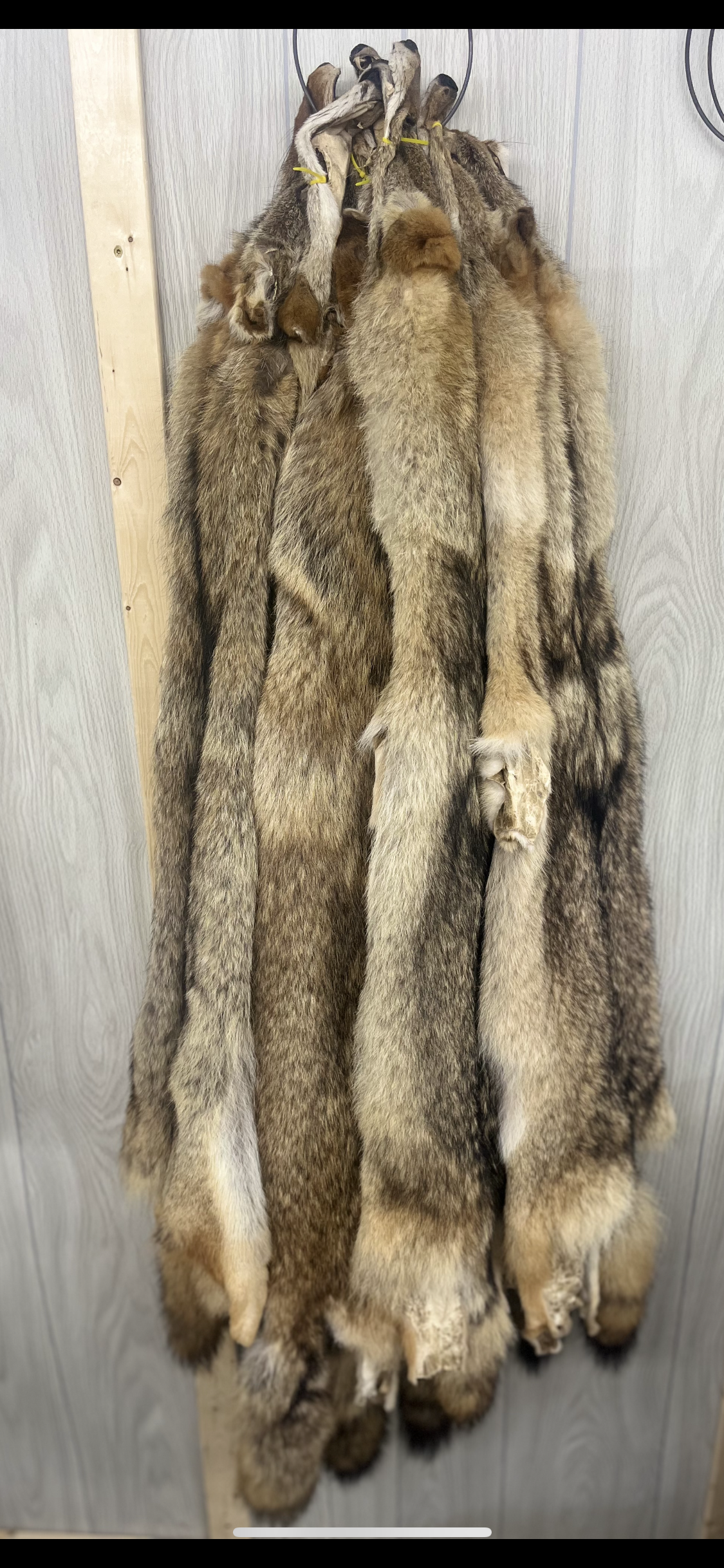 #2 Coyote