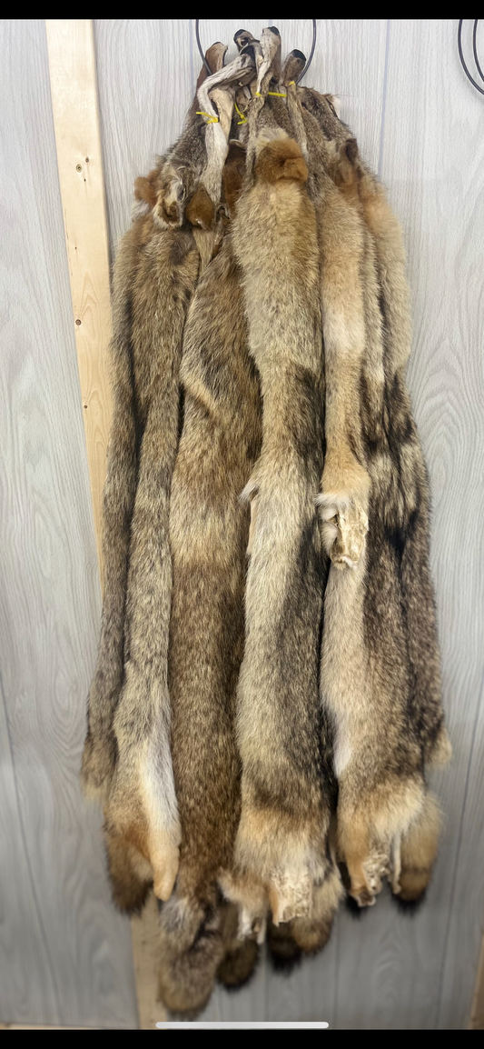 #2 Coyote